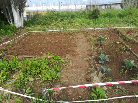 Horta em fase intermédia de crescimento das espécies semeadas e plantadas.